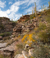 Colorful canyon with cacti on Mount Lemmon Scenic Highway in Tucson Arizona