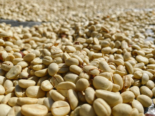 Coffee beans are drying at coffee farm, Thailand.