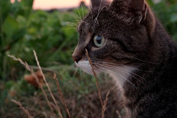 Focused, concentraited cat in the nature