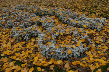 Yellow warm autumn leaves combined with grey cold plants. Autumn and winter combination