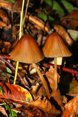 Pilz, Pilz, Braune Helmline, Mycena