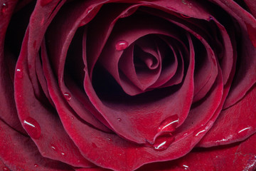 Fototapeta na wymiar rose flower