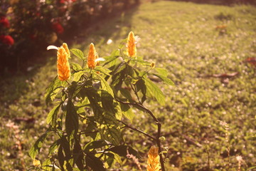 Flor cola de camarón