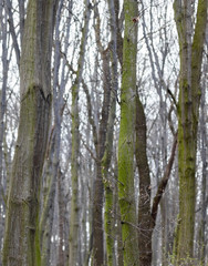 Leafless forest in early spring.