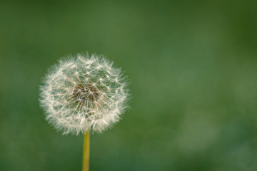 Obraz premium Dandelion