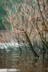 tree in water