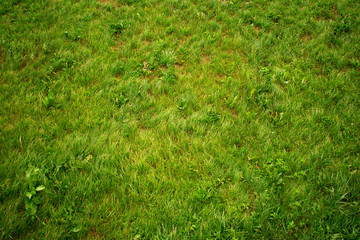 Green grass, texture, top view