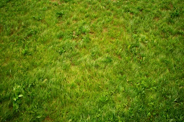 Foto auf Acrylglas Grün Green grass, texture, top view