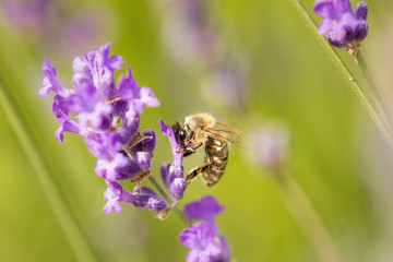 Bee pollinator