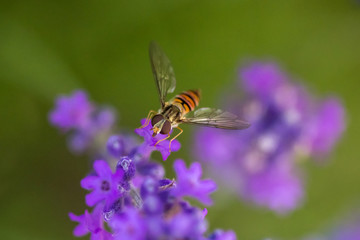 Bee pollinator