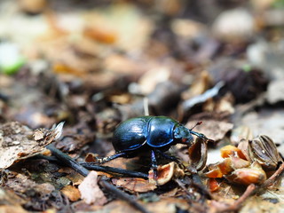 ant on leaf