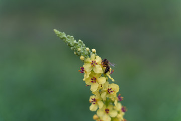 Biene auf Blüte