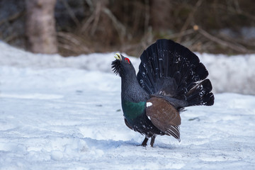 Capercaillie (Tetrao urogallus) male in the central european forest