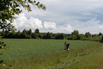 stork takes off over a field