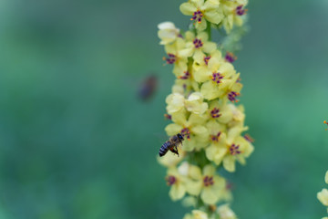 Biene im Landeanflug