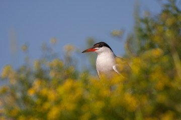 Common Tern, Sterna hirundo