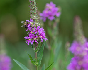 Obraz premium Biene auf Blüte