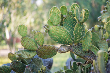 Photo of angel wings or bunny ears cactus plant outdoors in nature