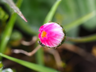 flower in the garden