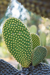 Photo of angel wings or bunny ears cactus plant outdoors in nature
