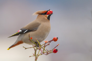 Bohemian Waxwing (Bombycilla garrulus)