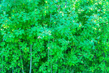 Obraz na płótnie Canvas Green leaves on young tree, texture