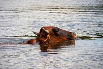 swimming cow