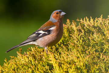 Chaffinch, Fringilla coelebs, orange songbird sitting on the nice green lichen tree branch with, little bird in nature forest habitat, clear green background, Germany. Wildlife scene from nature.