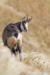 Chamois (rupicapra rupicapra)