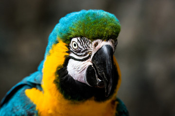Colorful  © Connor