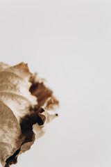 dry leaves autumn symbol isolated empty place