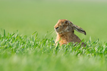Lepus. Wild European Hare ( Lepus Europaeus ) Close-Up On Green Background. Wild Brown Hare With Yellow Eyes, Sitting On The Green Grass