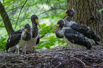 Black stork with youngs on the nest in the dark of the european forest, beautiful and big bird in the woodlands of Slovakia, Ciconia nigra.