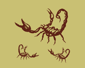 scorpion isolated 