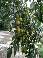 lemons on tree