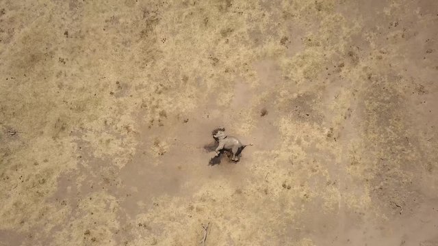 Drone view Views of an African elephant killed for its tusks by poachers