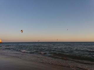 Obraz premium seagulls on beach