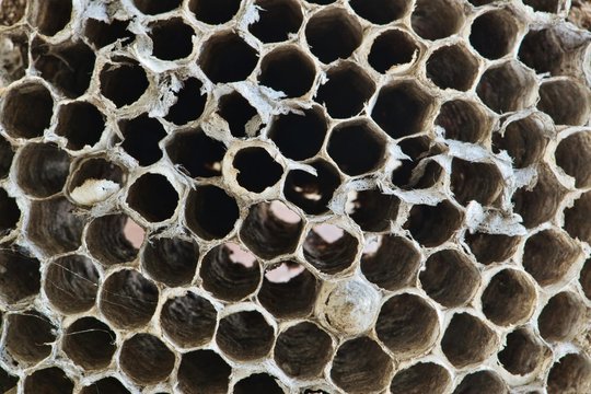 Paper Wasp nest macro image showing the detailed full frame structure of the cells. Nest has long been abandoned and removed from its original location. Photo taken in Houston, TX.