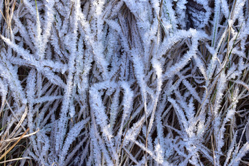 grass covered with hoarfrost. background picture