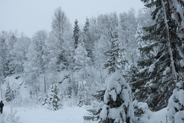 Snow pines