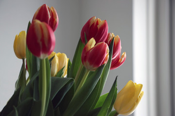 bouquet of tulips on white background