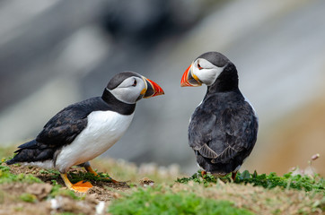 Atlantic puffins (Fratercula arctica), Skomer, United Kingdom