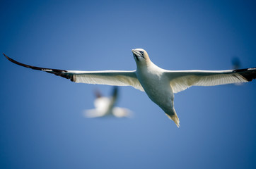 Flying gannets near Grassholm island, in Pembrokeshire Coast National Park, UK