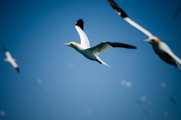 Flying gannets near Grassholm island, in Pembrokeshire Coast National Park, UK