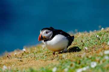 Atlantic Puffin (Fratercula arctica), Skomer Island, UK