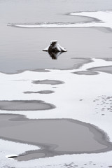 River begins to freeze, old stump poking out of the shallow water