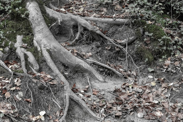 roots in the forest