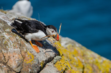 Atlantic Puffin (Fratercula arctica), Skomer Island, UK