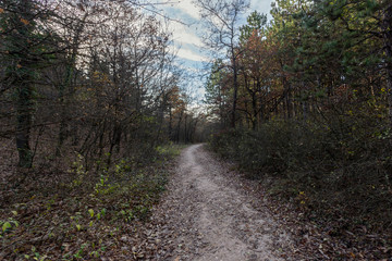 Hiking path in the Buda mountains