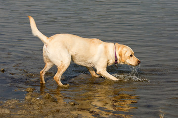 Blonde labrador gaat voorzichtig te water